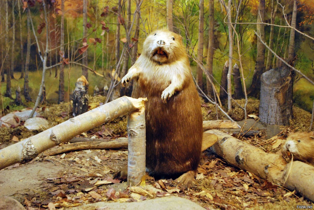 Бобер смешной