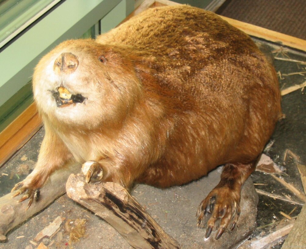 Рыжий бобер