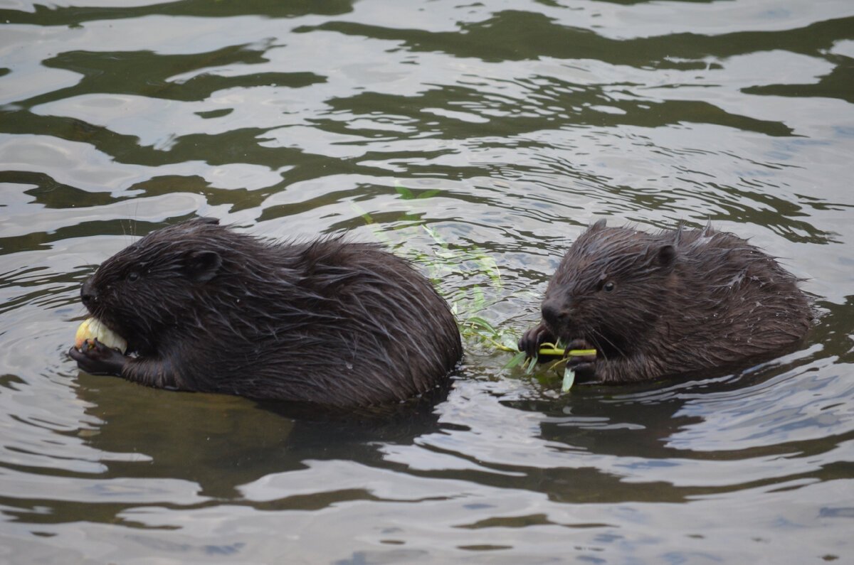Сетунь парк бобры