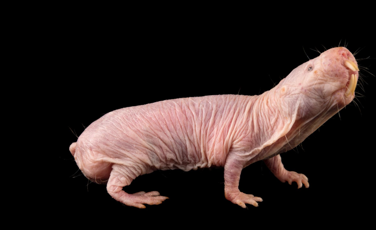 Голый землекоп (Heterocephalus Glaber)