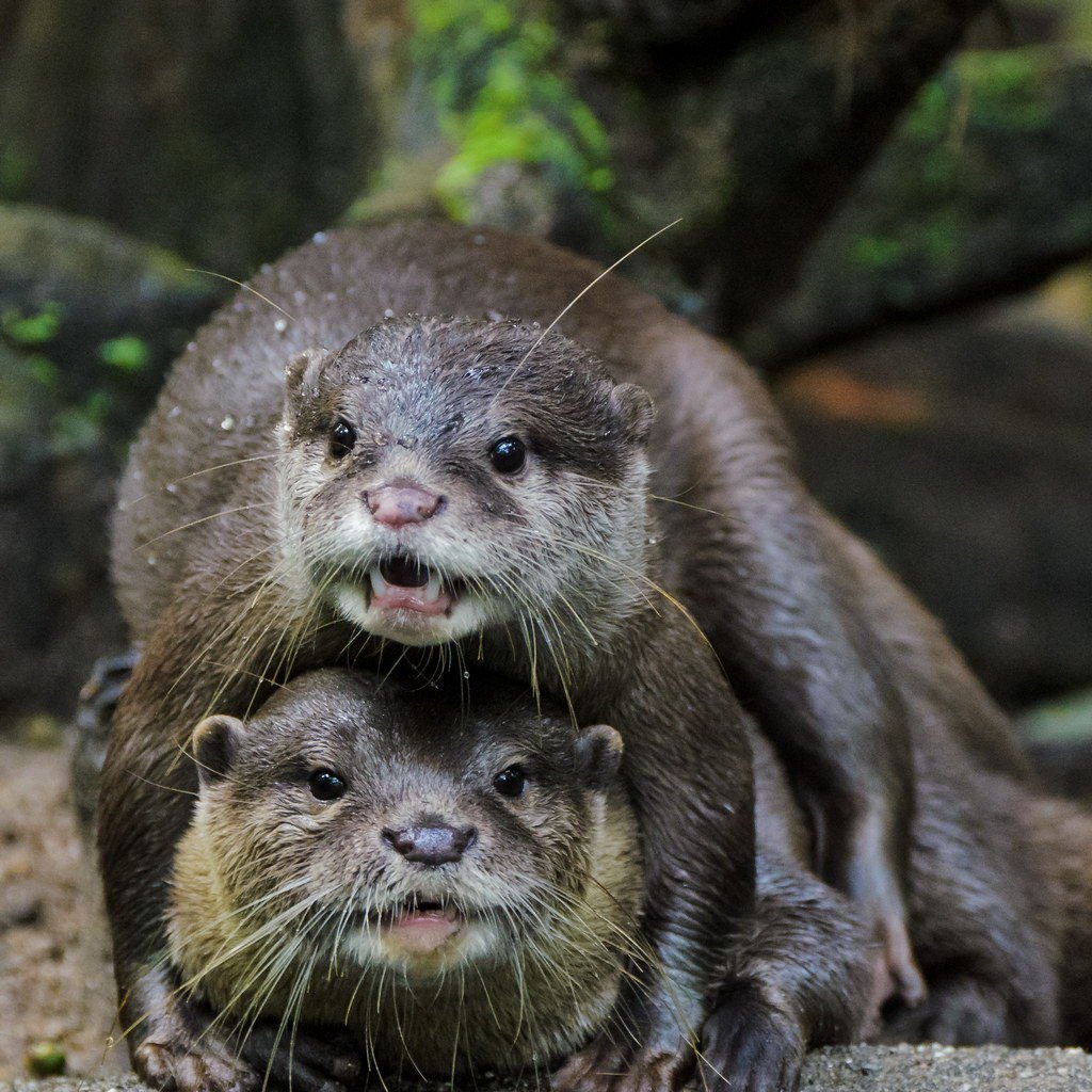 Тайская выдра