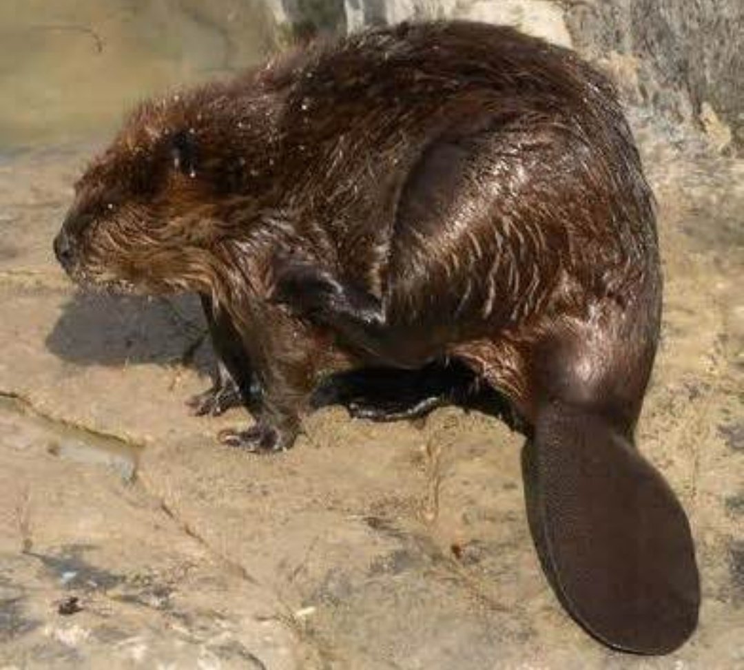 Водяная крыса ондатра