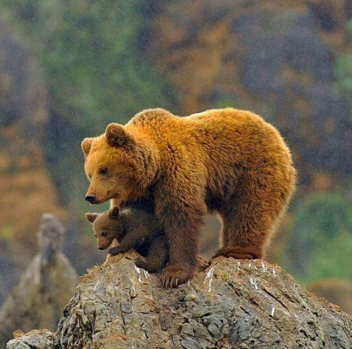 Рыжий медведь