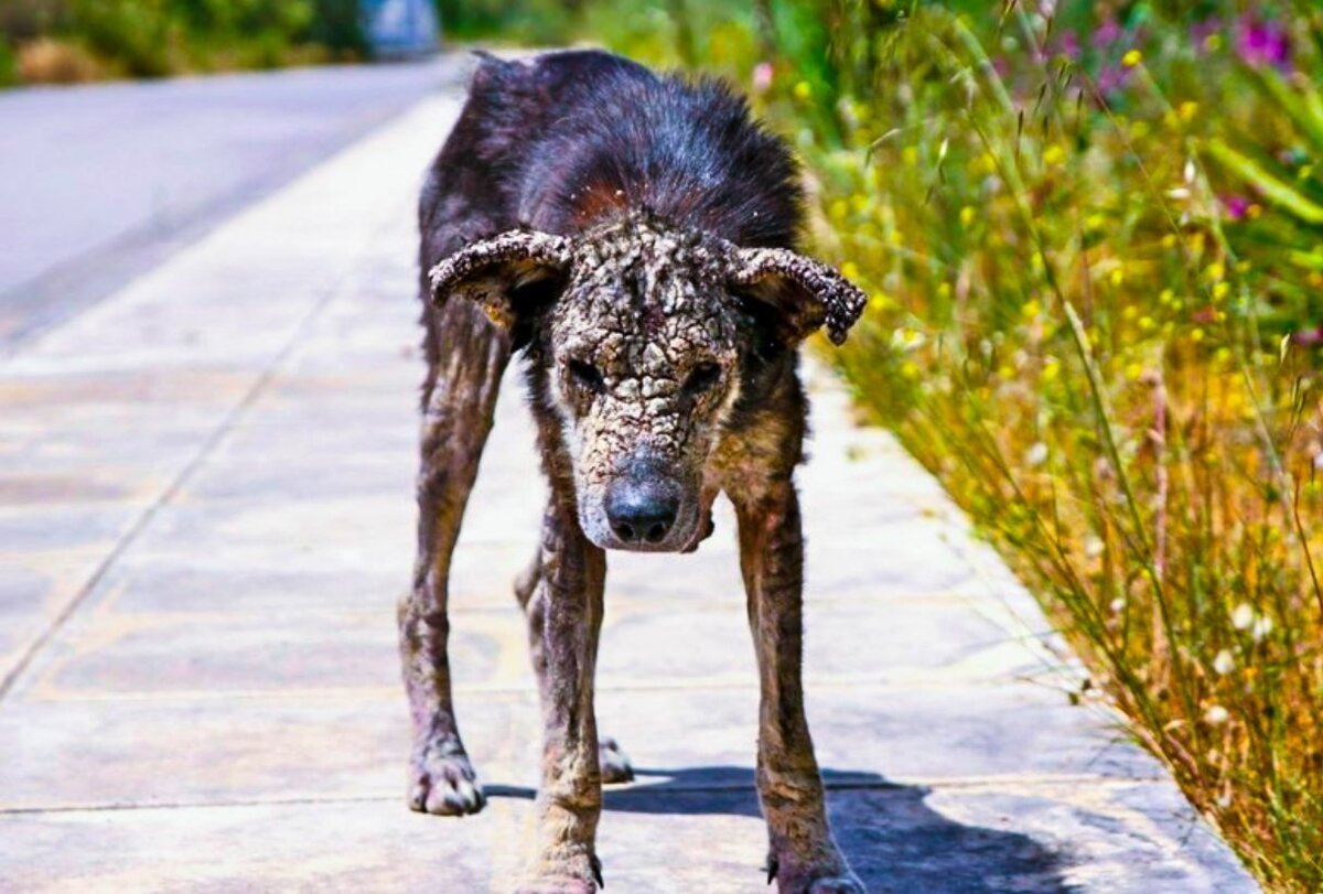 Бездомные собаки