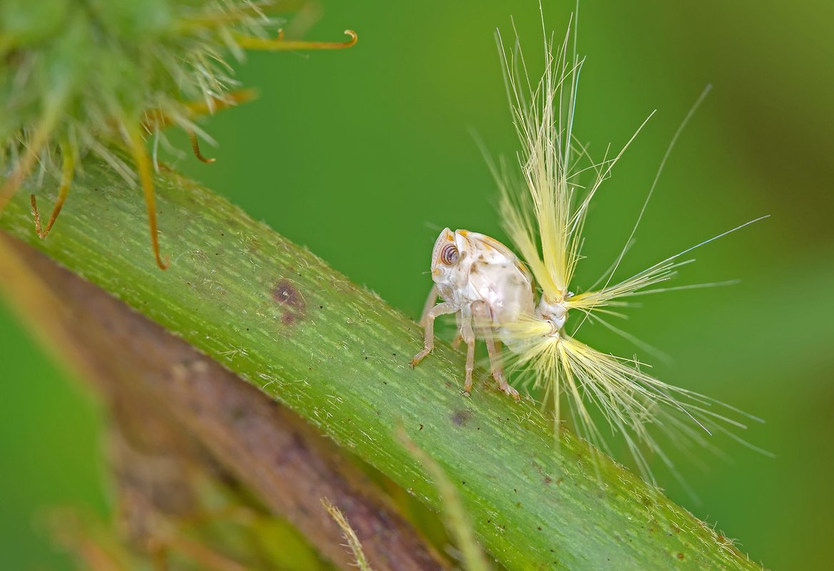 Личинка бабочки цикадки японской