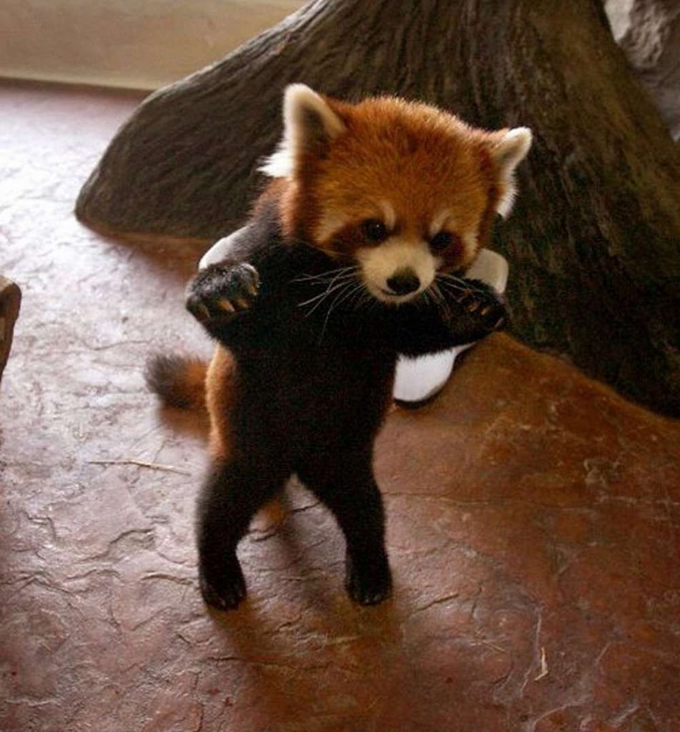 Китайская красная Панда
