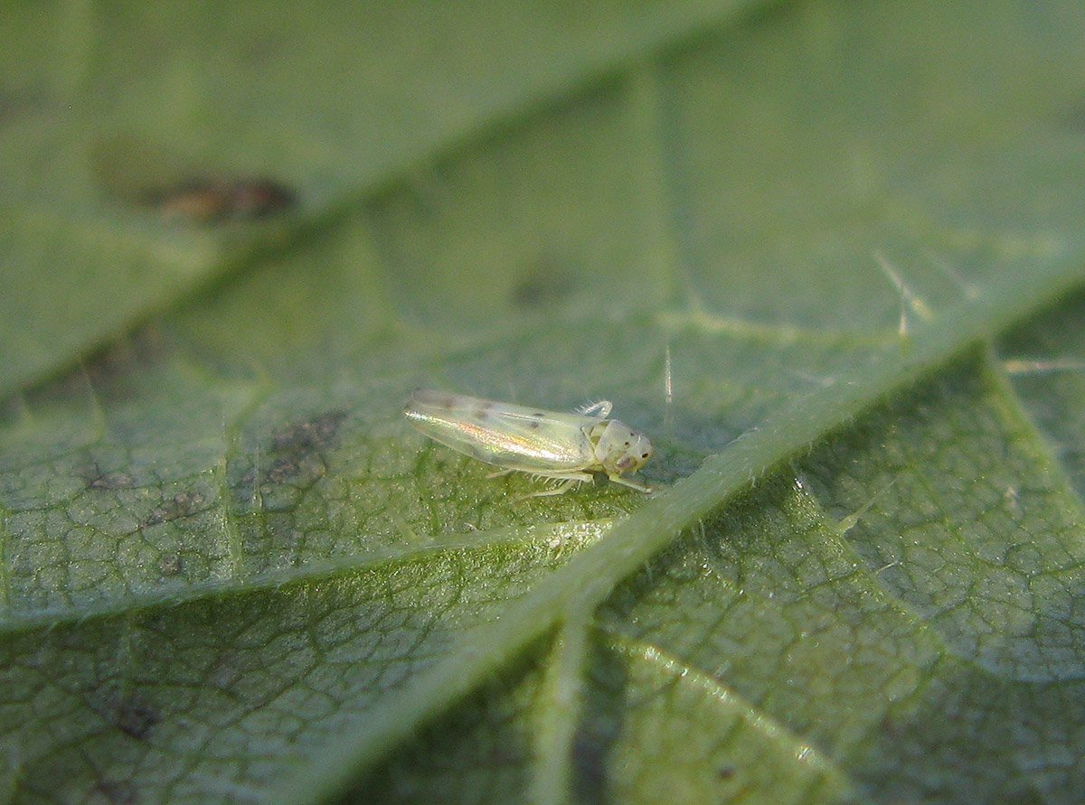 Злаковая цикадка личинка