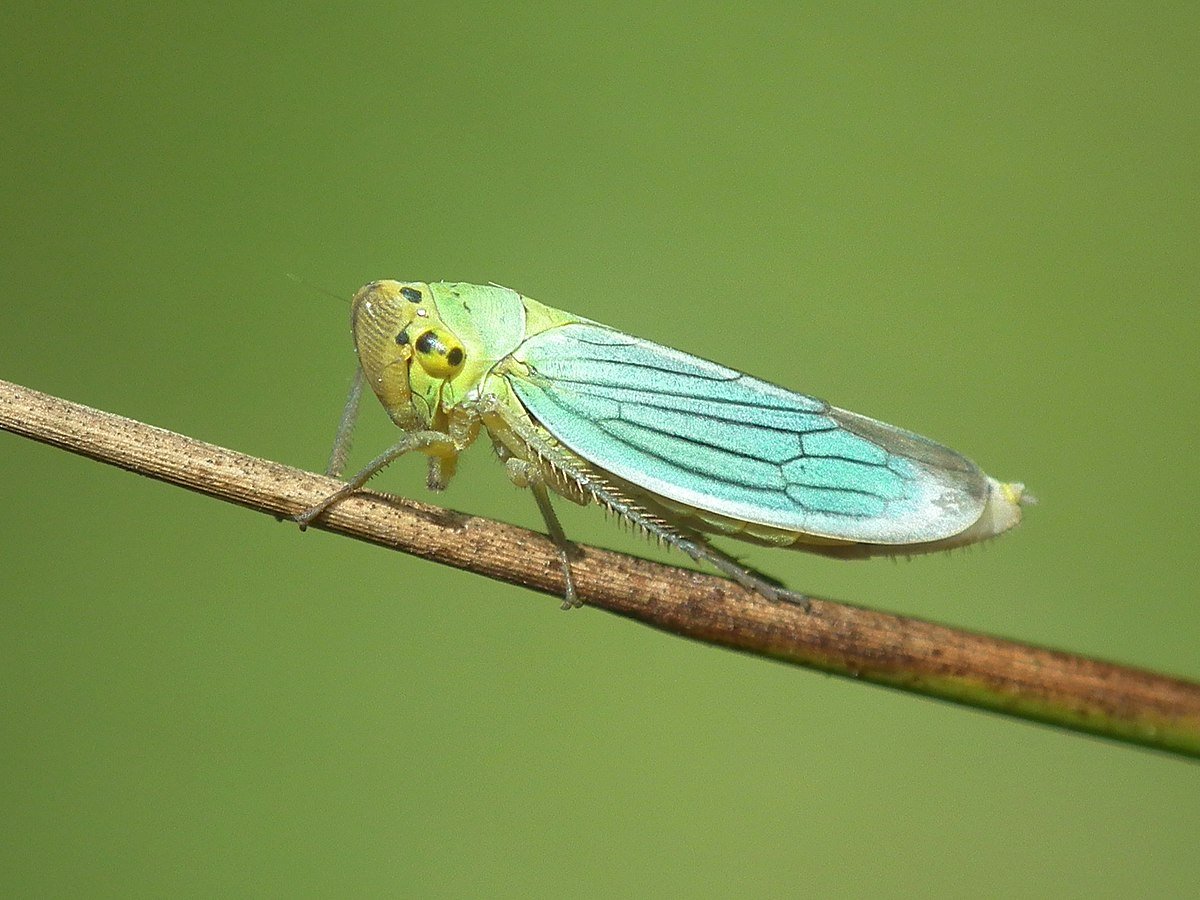 Зелёная цикадка Cicadella viridis без фона