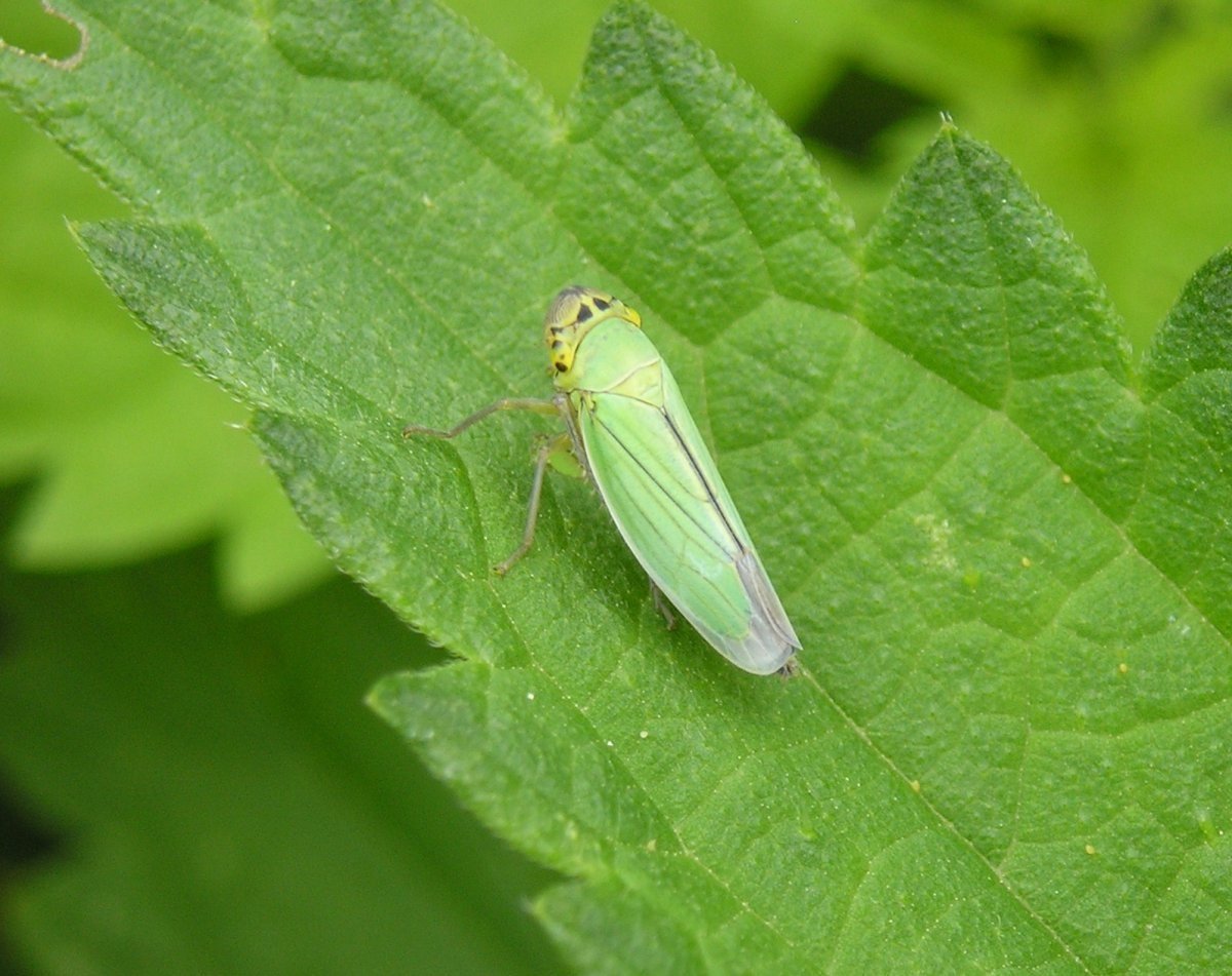 Личинка бабочки цикадки