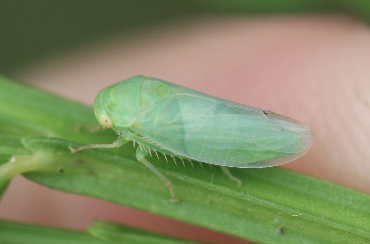 Цикадка большая порода