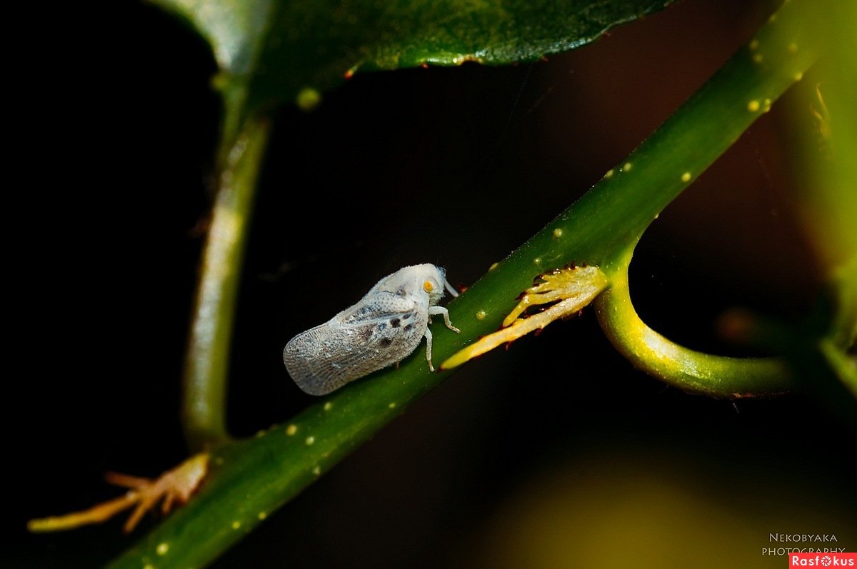 Меткальфа цикадка белая