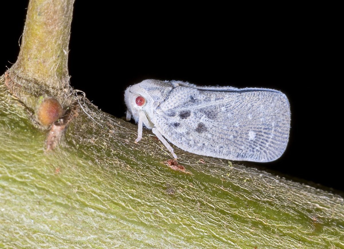 Мучнистая цикадка