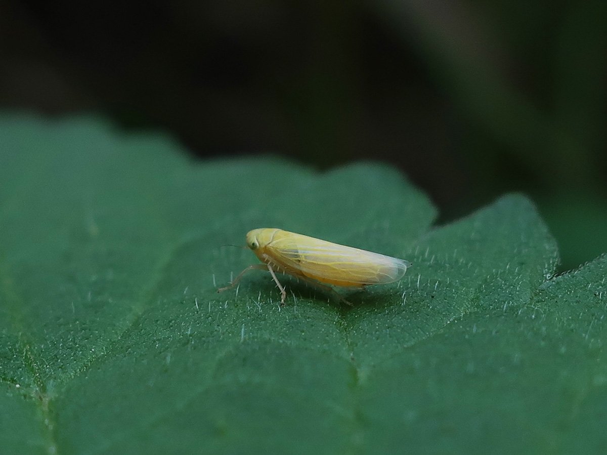 Хлебная цикадка