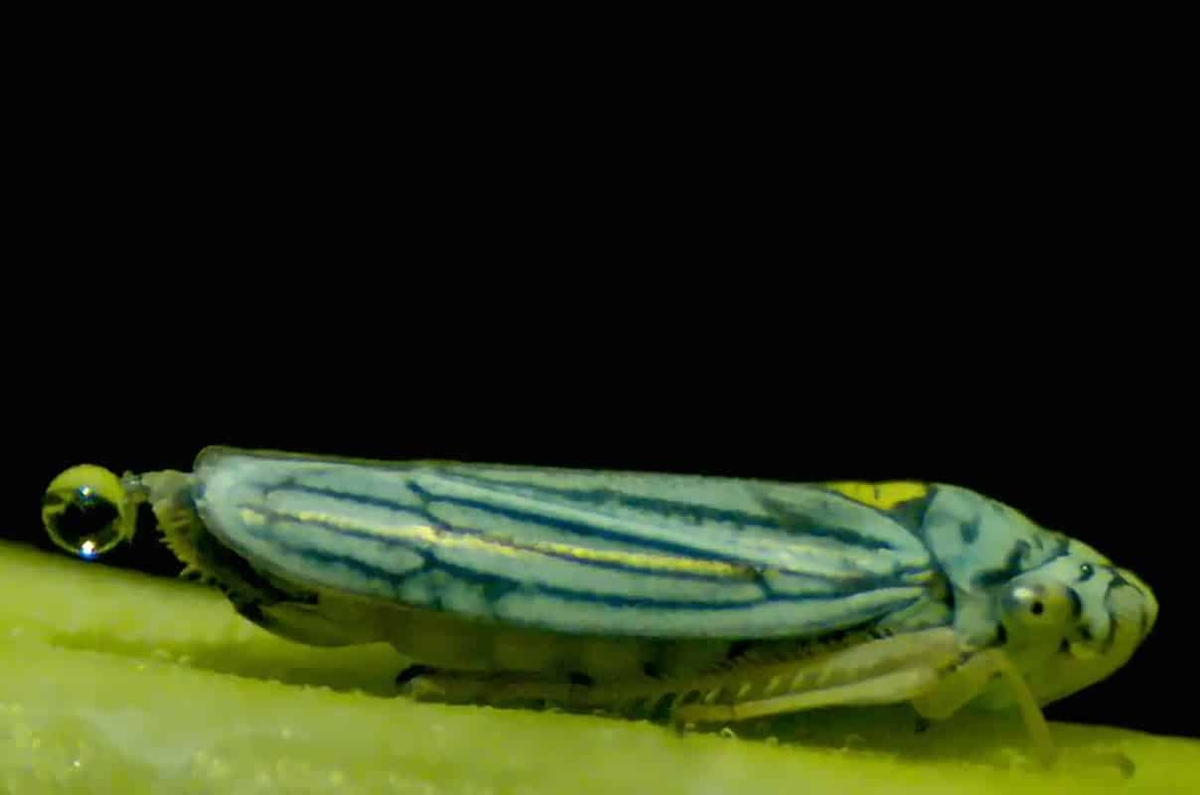 Животные и насекомые