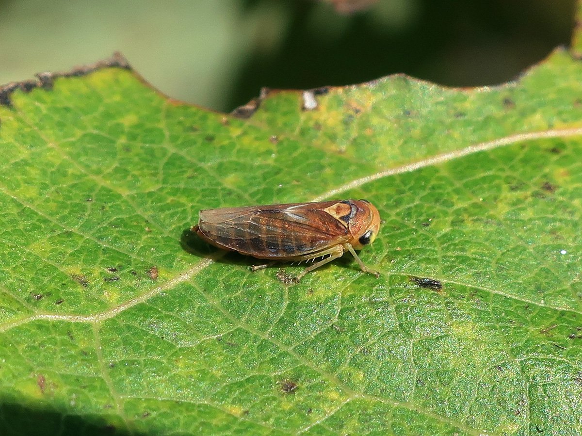 Ивовая цикадка