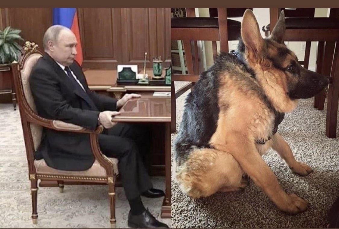 Собака за столом