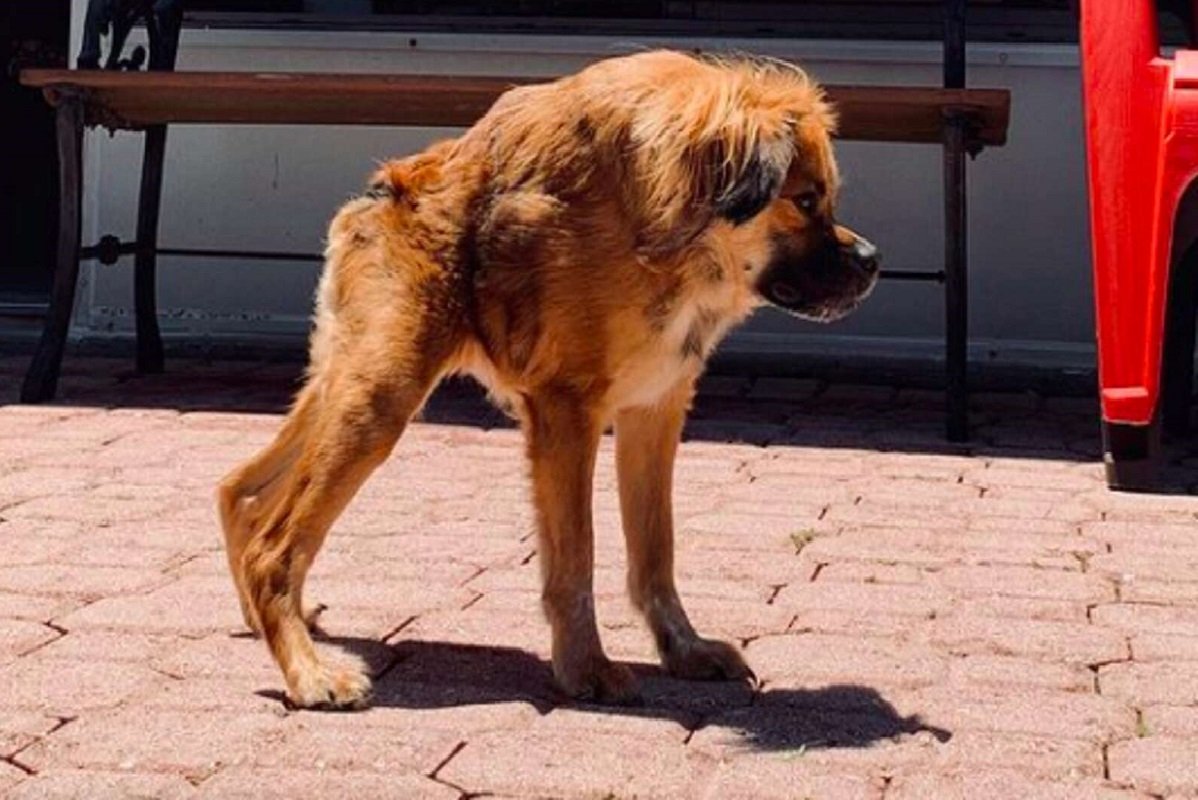 Сутулая овчарка