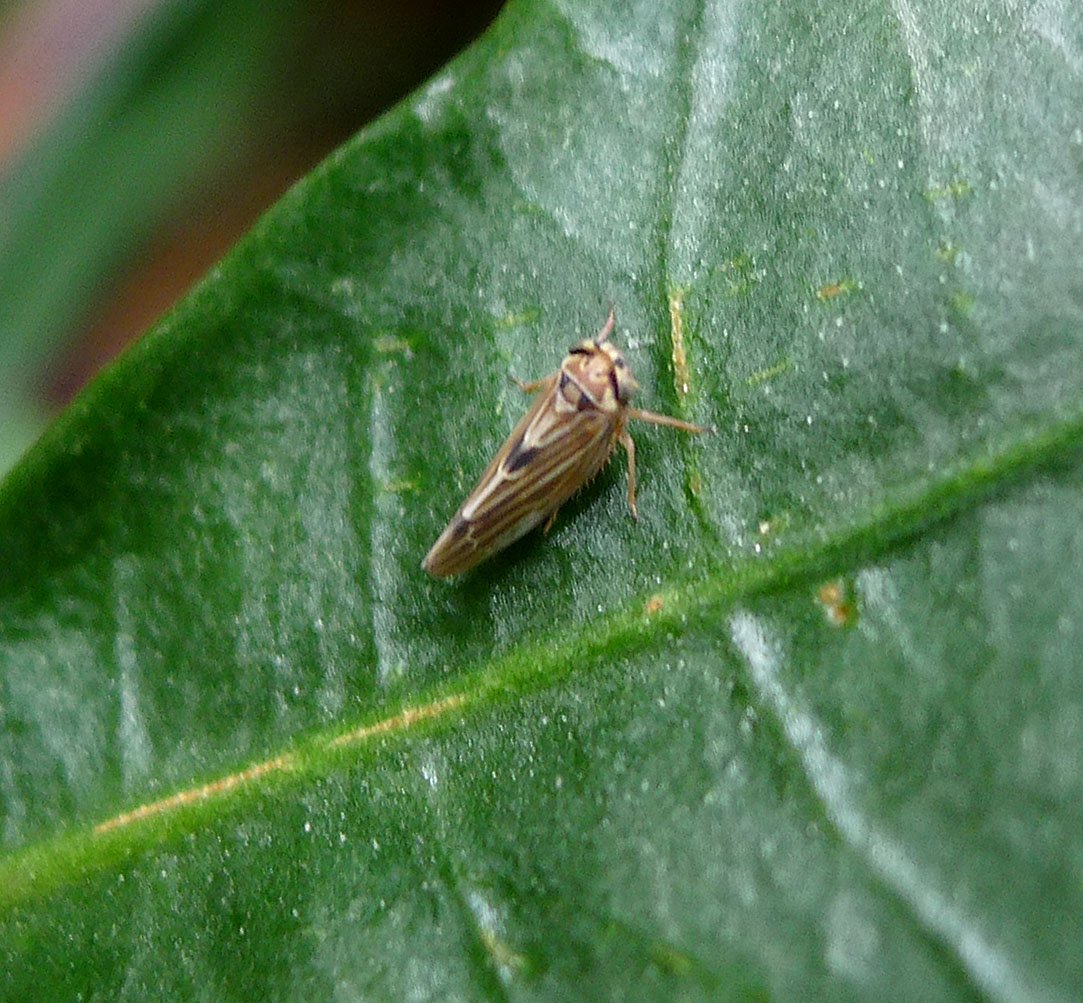 Нимфа цикадки