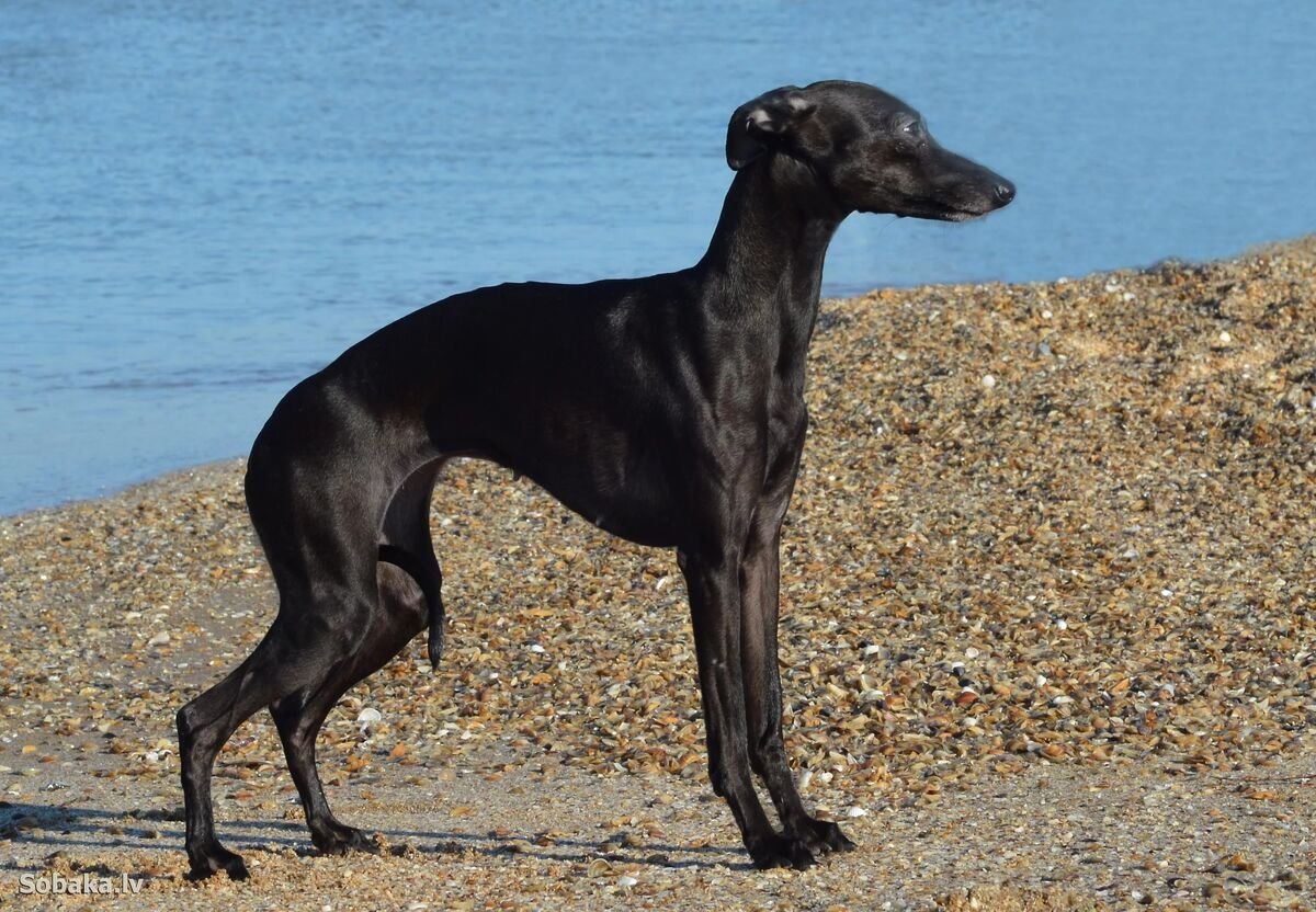 Грейхаунд черный