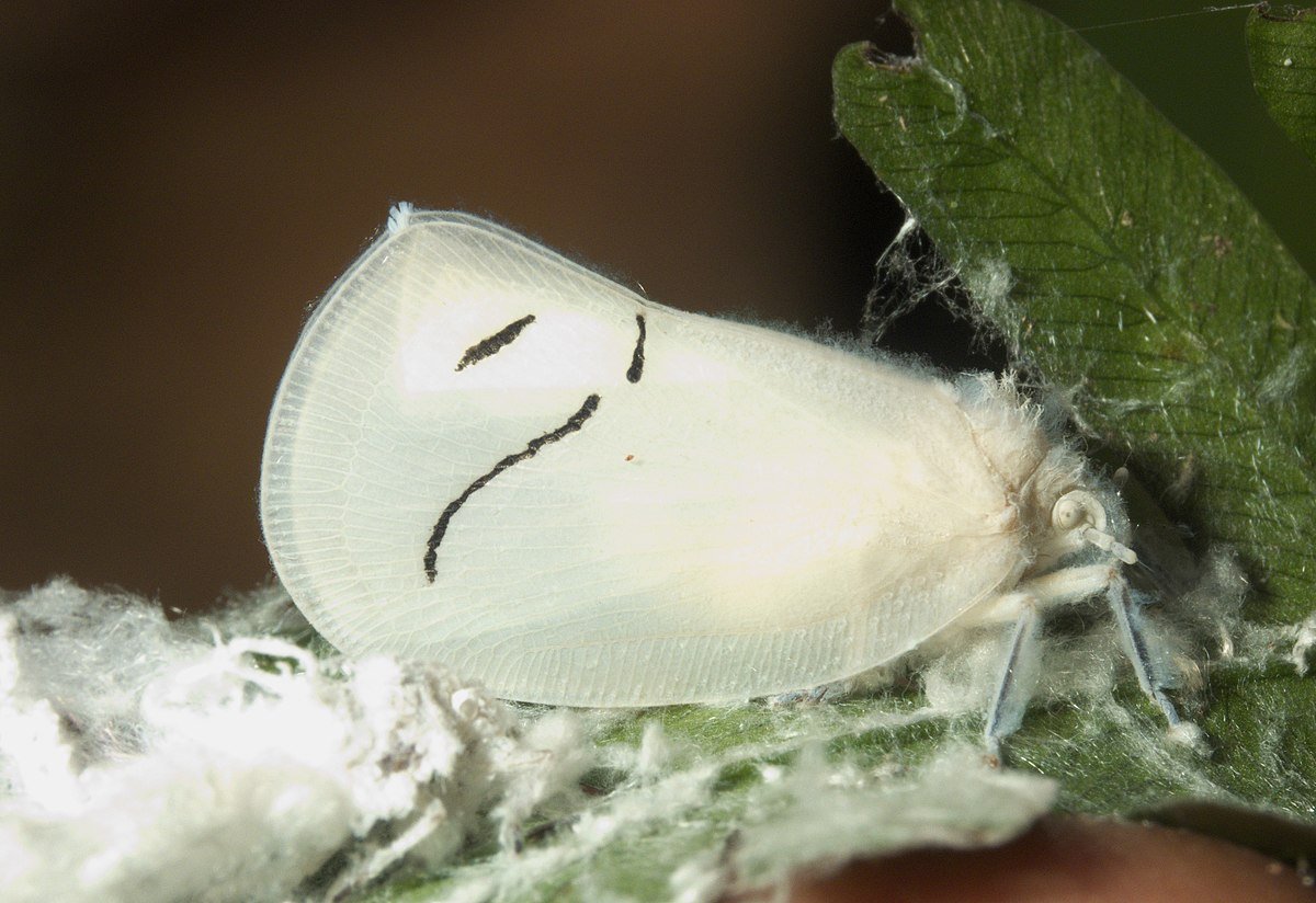 Нимфы planthopper