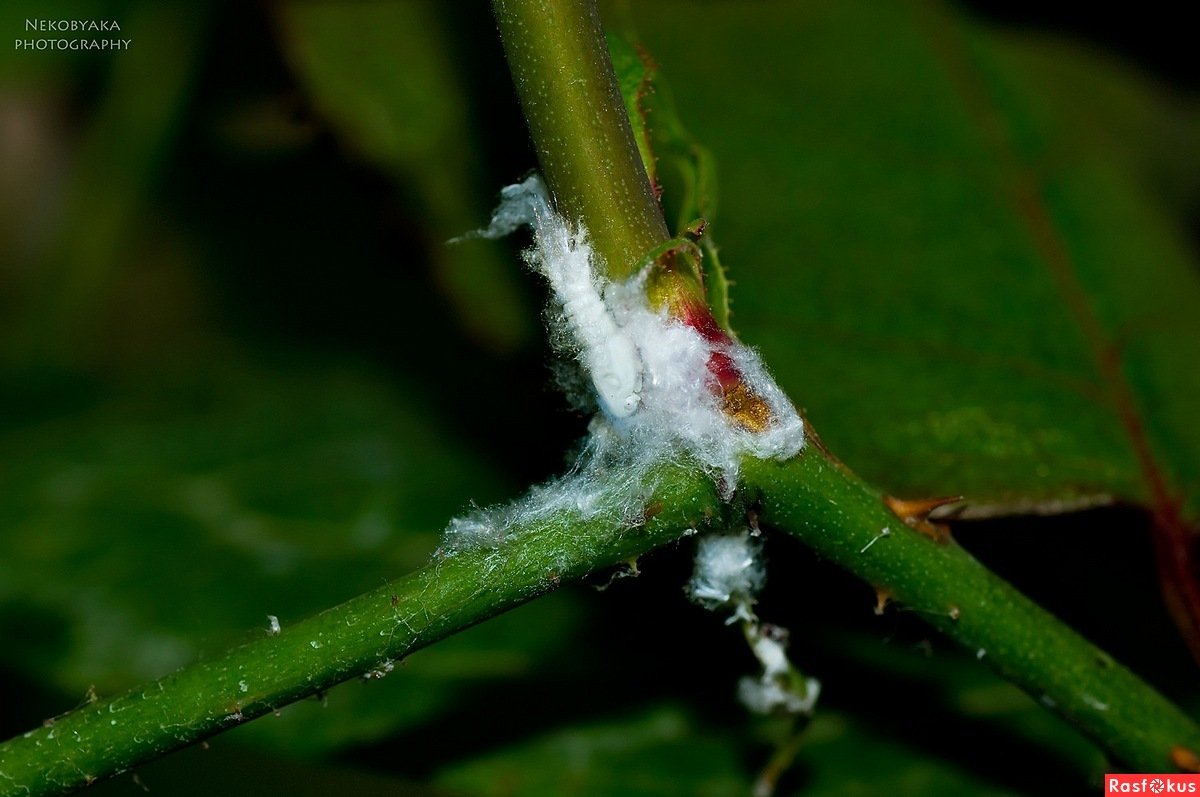 Мучнистая цикадка