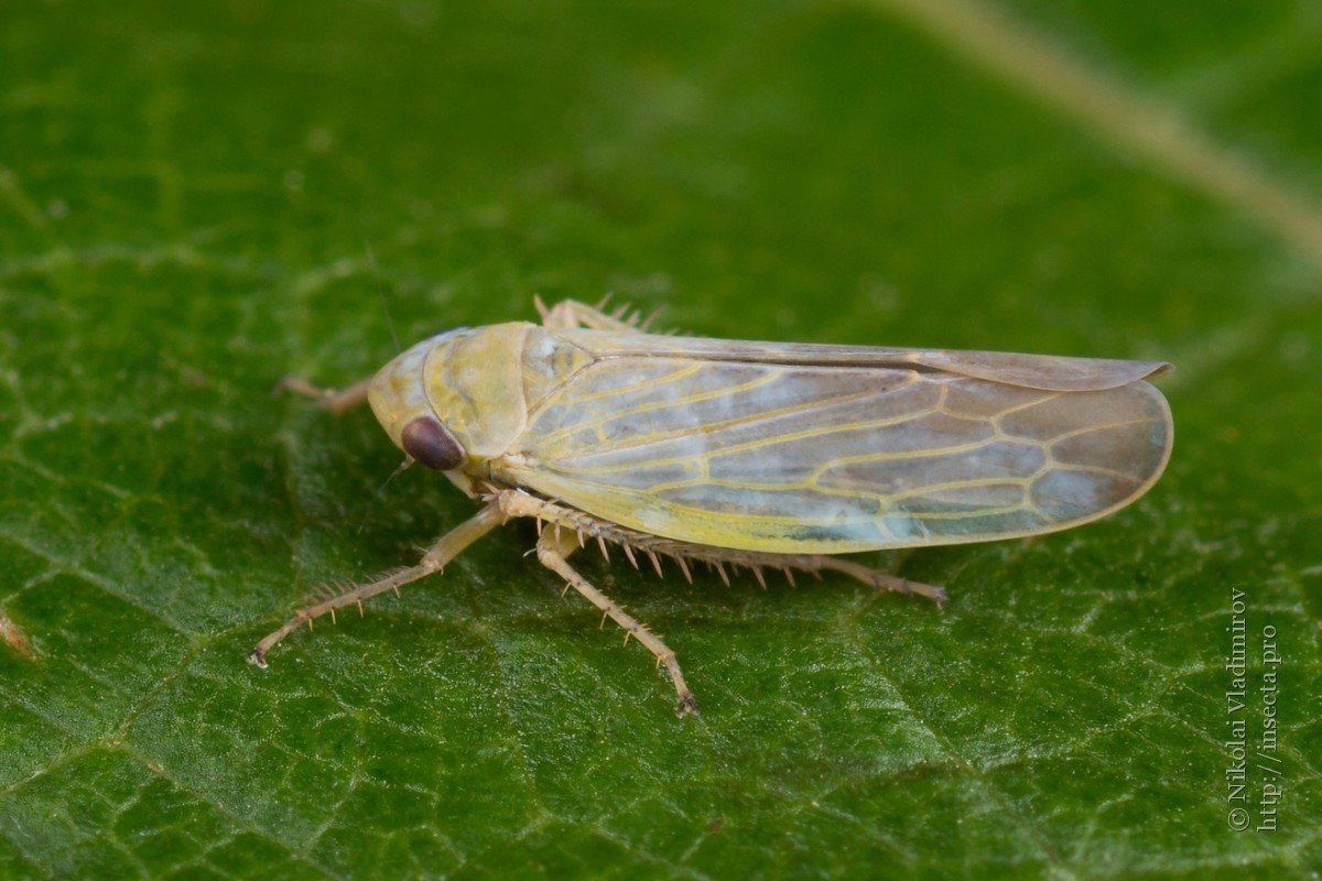 Цикадка пестрая