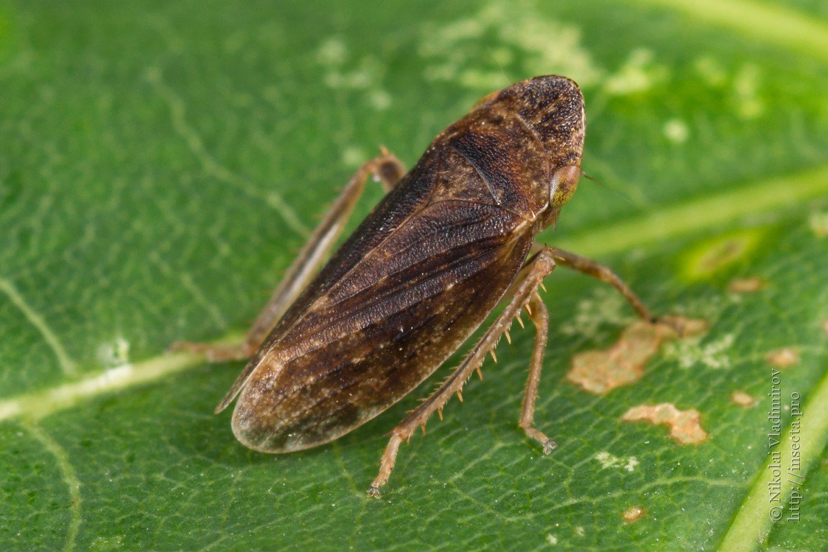 Злаковая цикадка