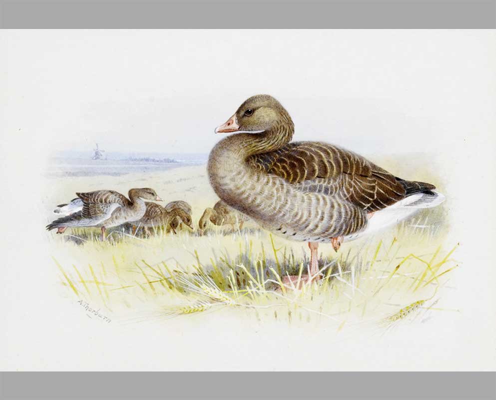 Картины с дикими гусями