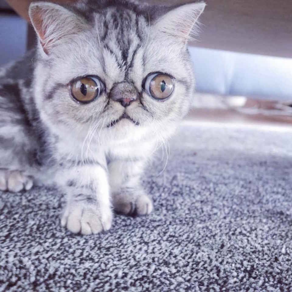 Глазастые кошки породы