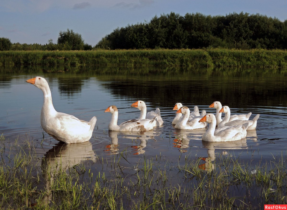 Гуси на природе