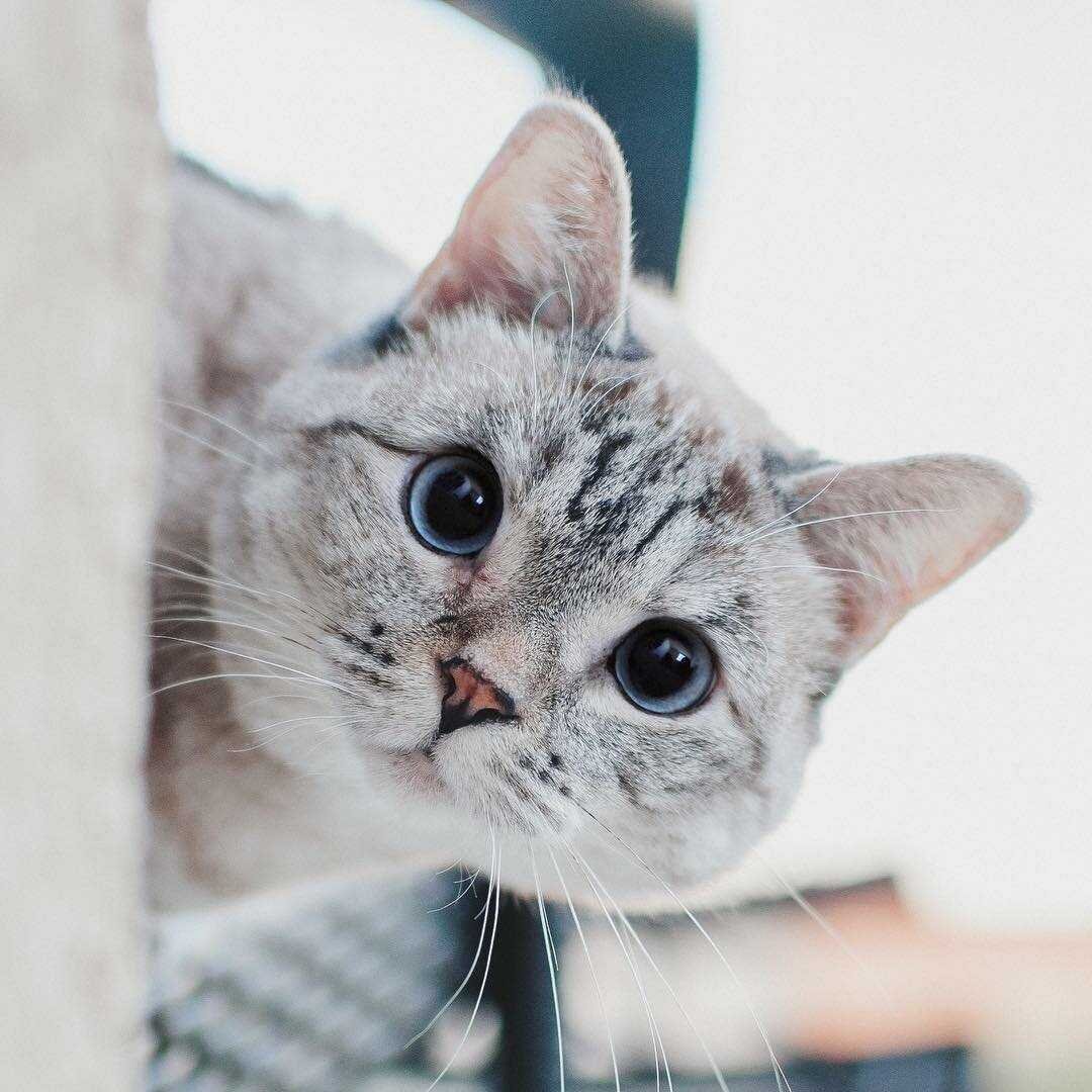 Самые популярные котики