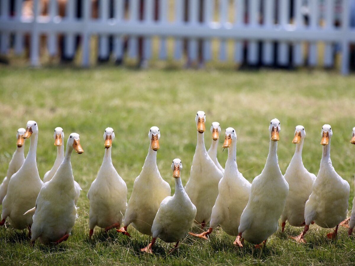 Домашняя птица