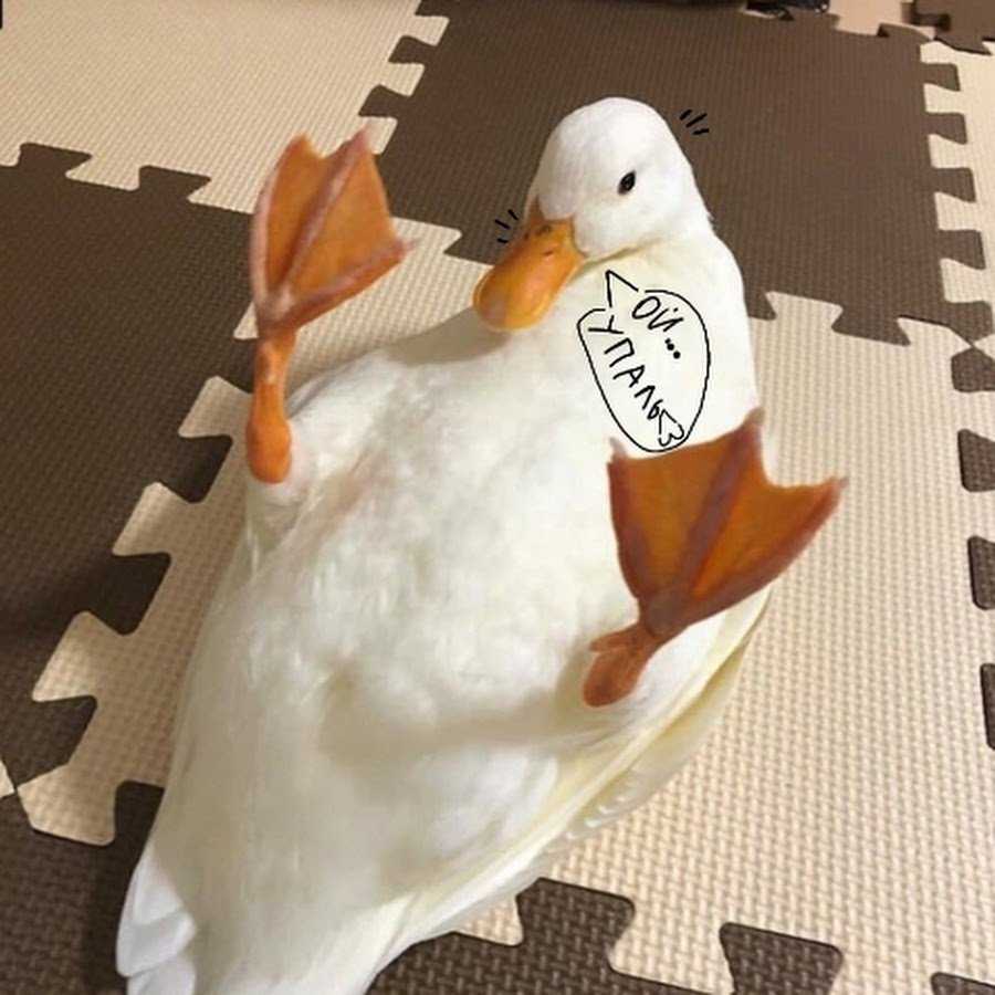 Смешные белые утки