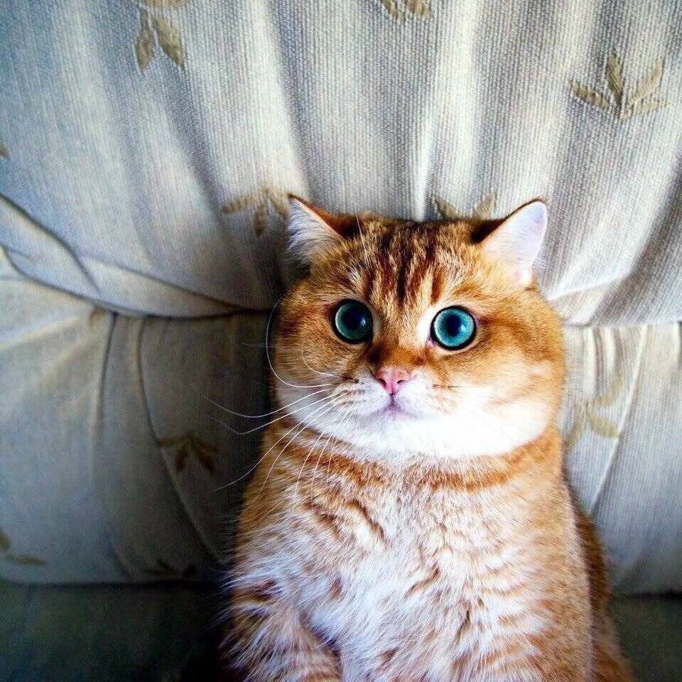 Рыжие коты с голубыми глазами