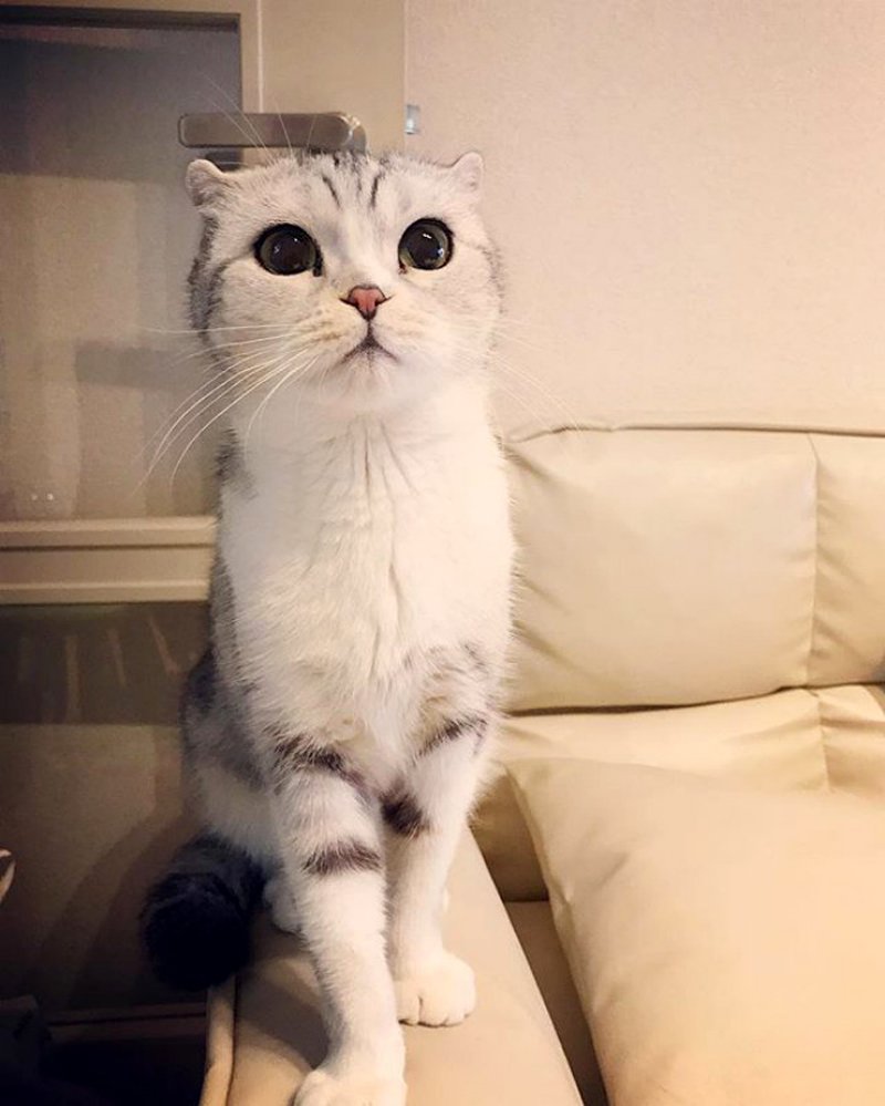 Самые популярные кошки