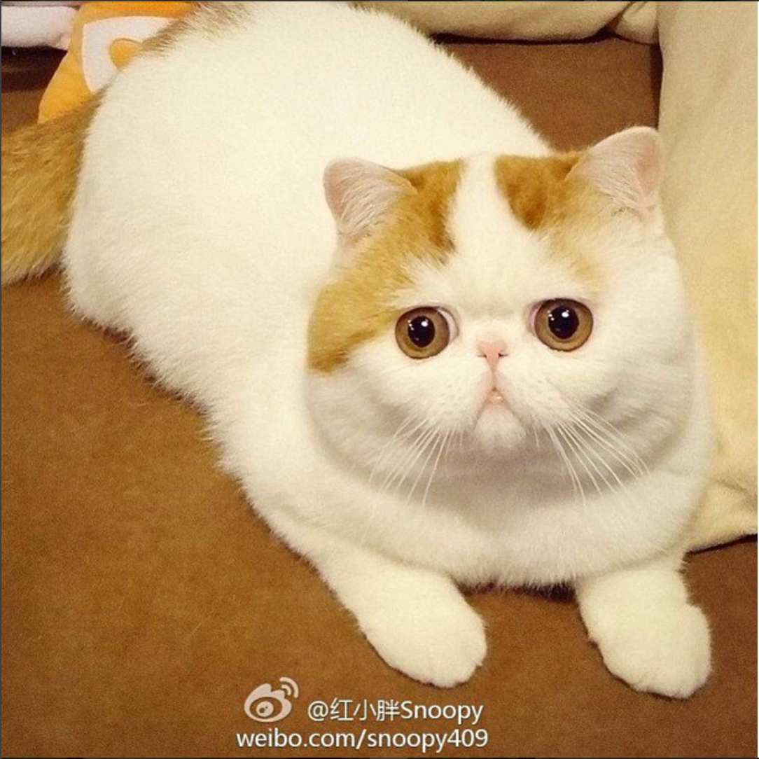 Кот экзот Снупи