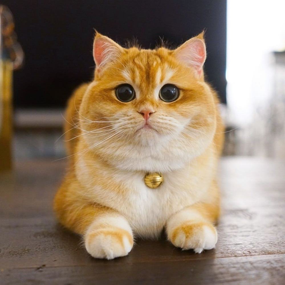 Манчкин кот рыжий