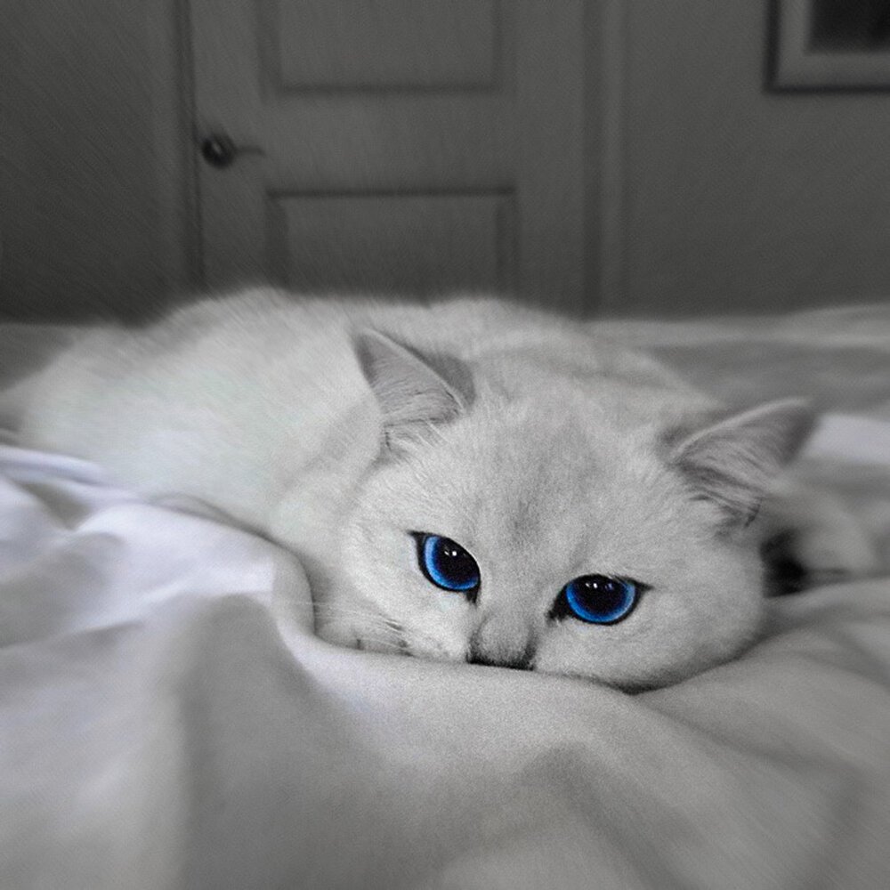 Британский короткошёрстный кот Коби