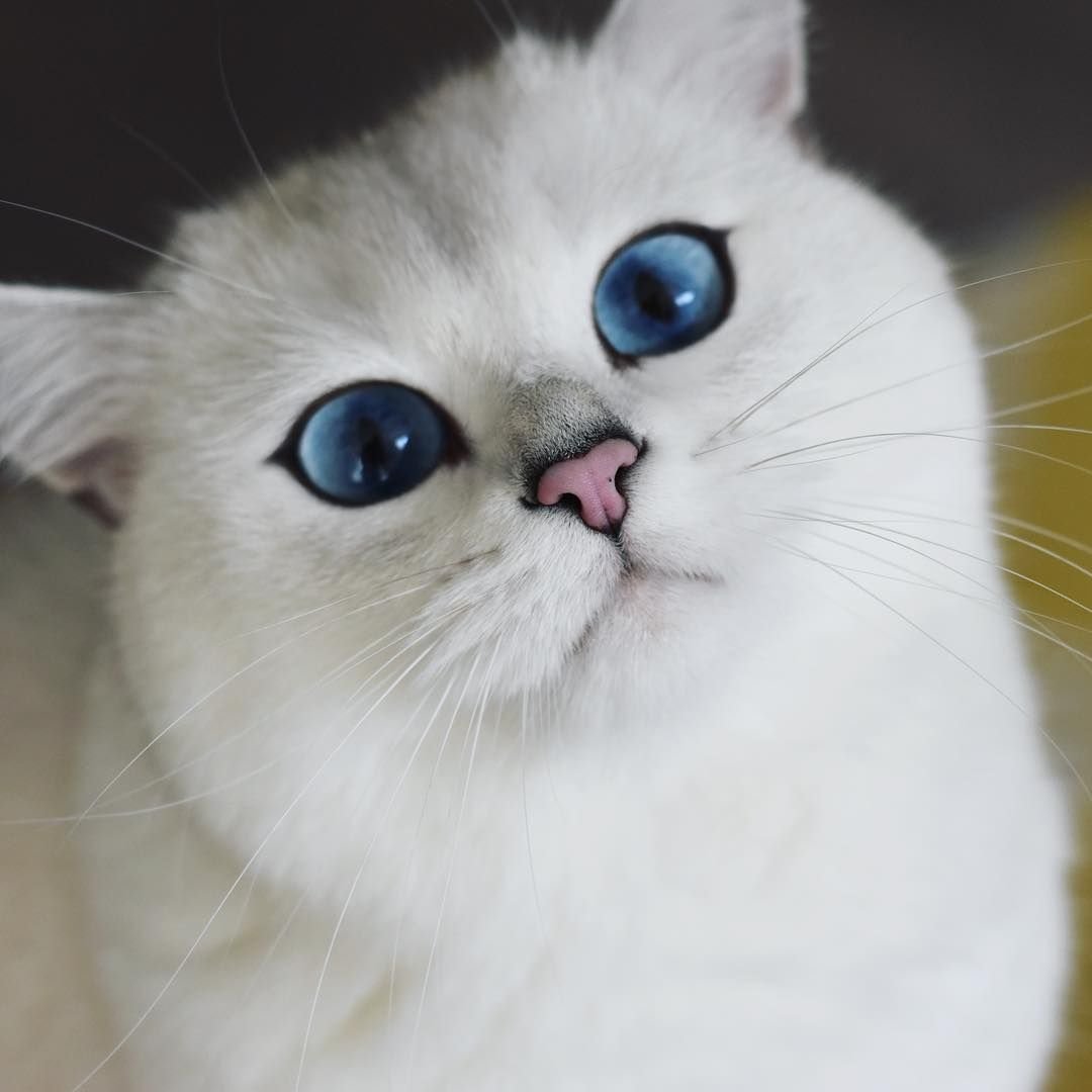 Подводка с кошкой