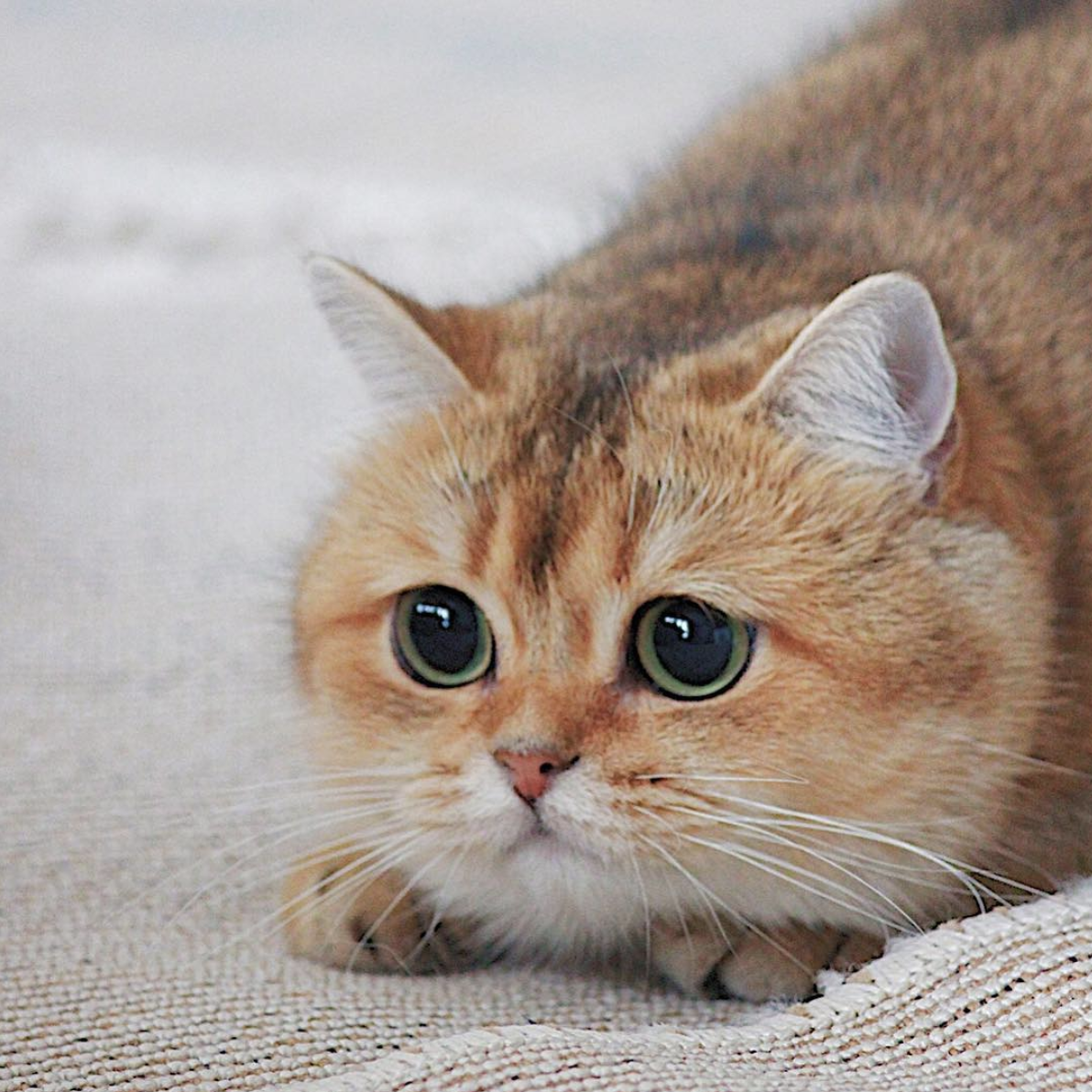 Британская шиншилла Хосико