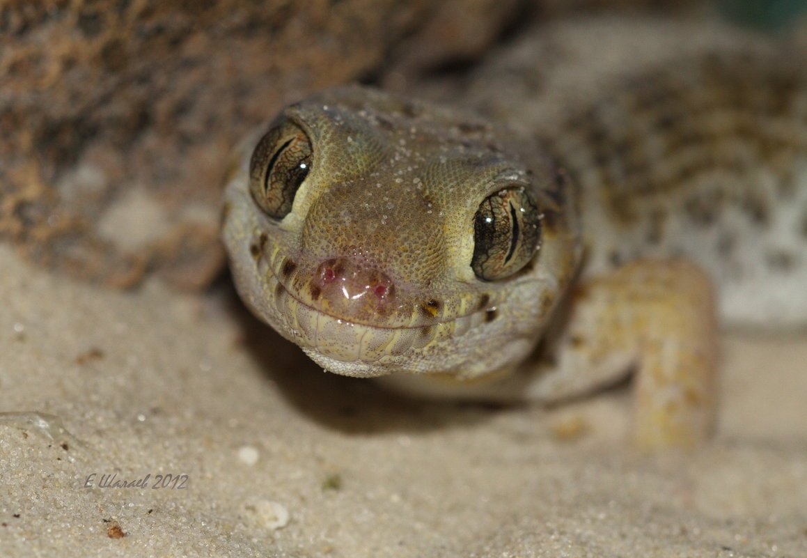 Сцинковый геккон