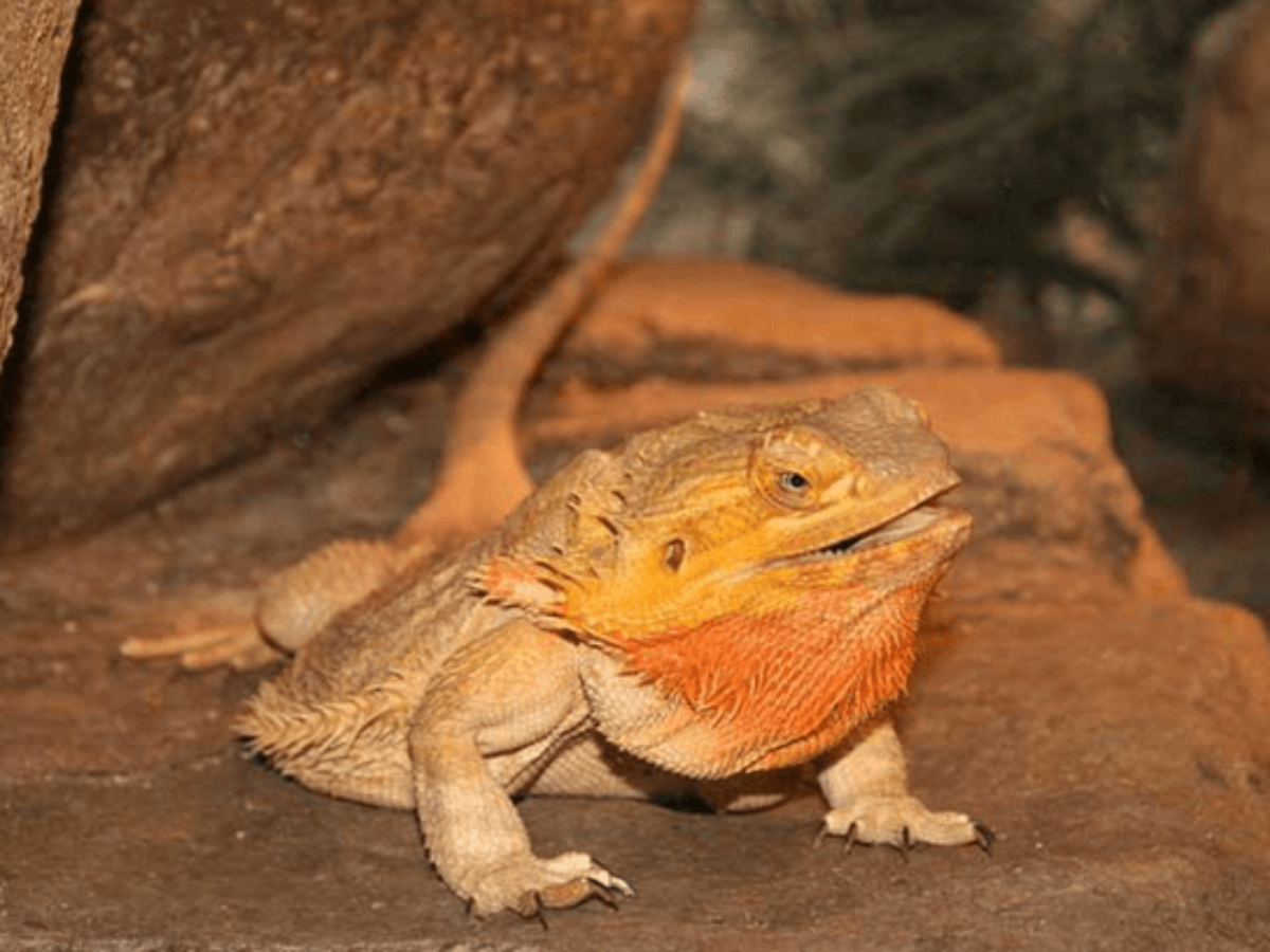 Геккон бородатая агама