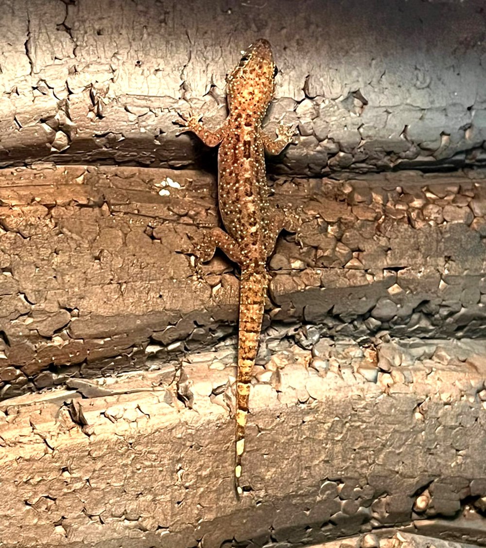 Фантастический листохвостый геккон