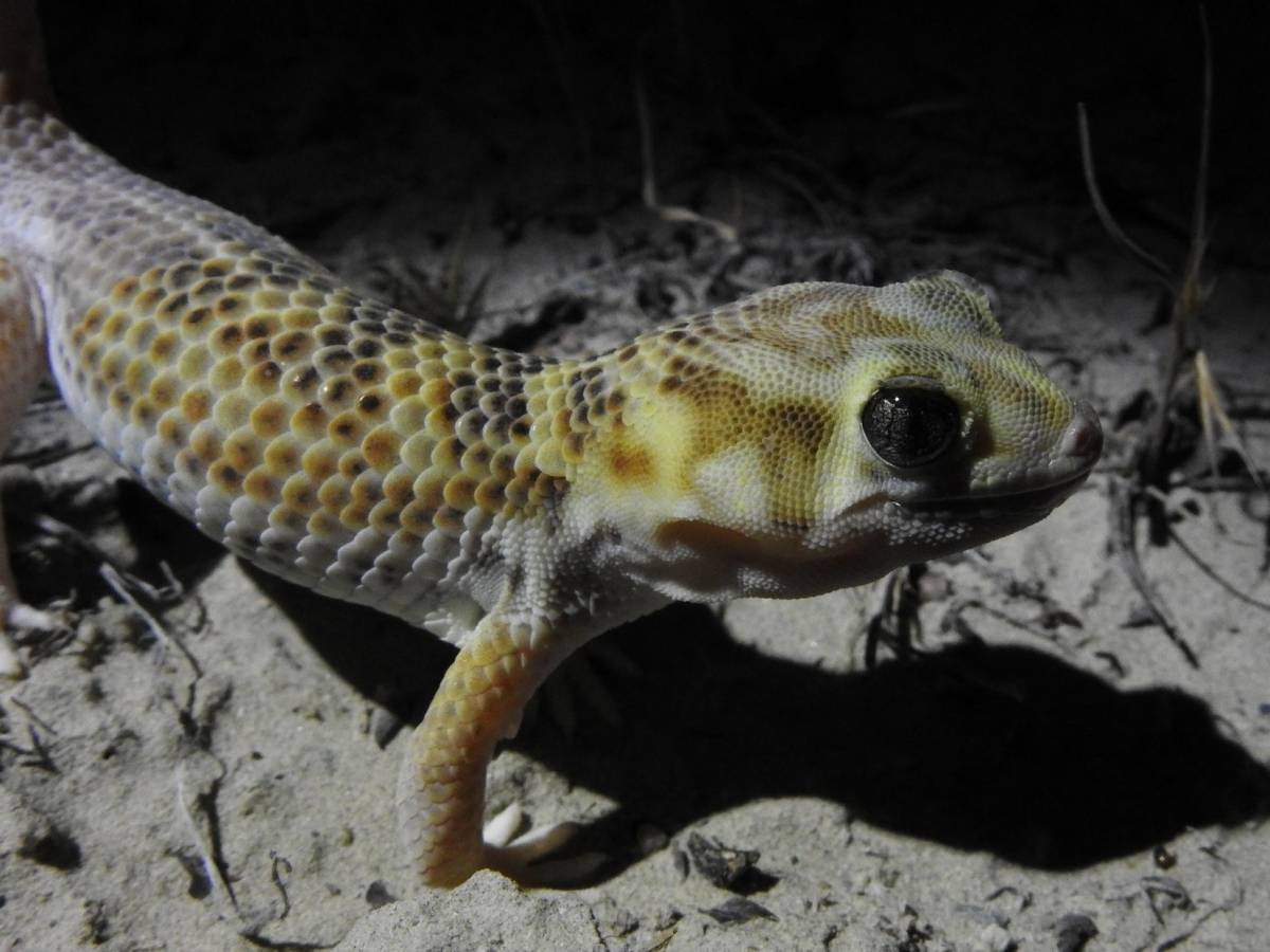 Сцинковый геккон Пржевальского