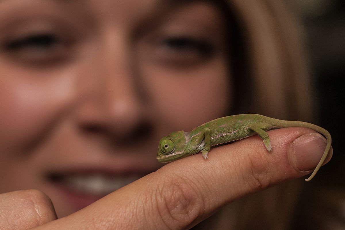 Йеменский хамелеон маленький