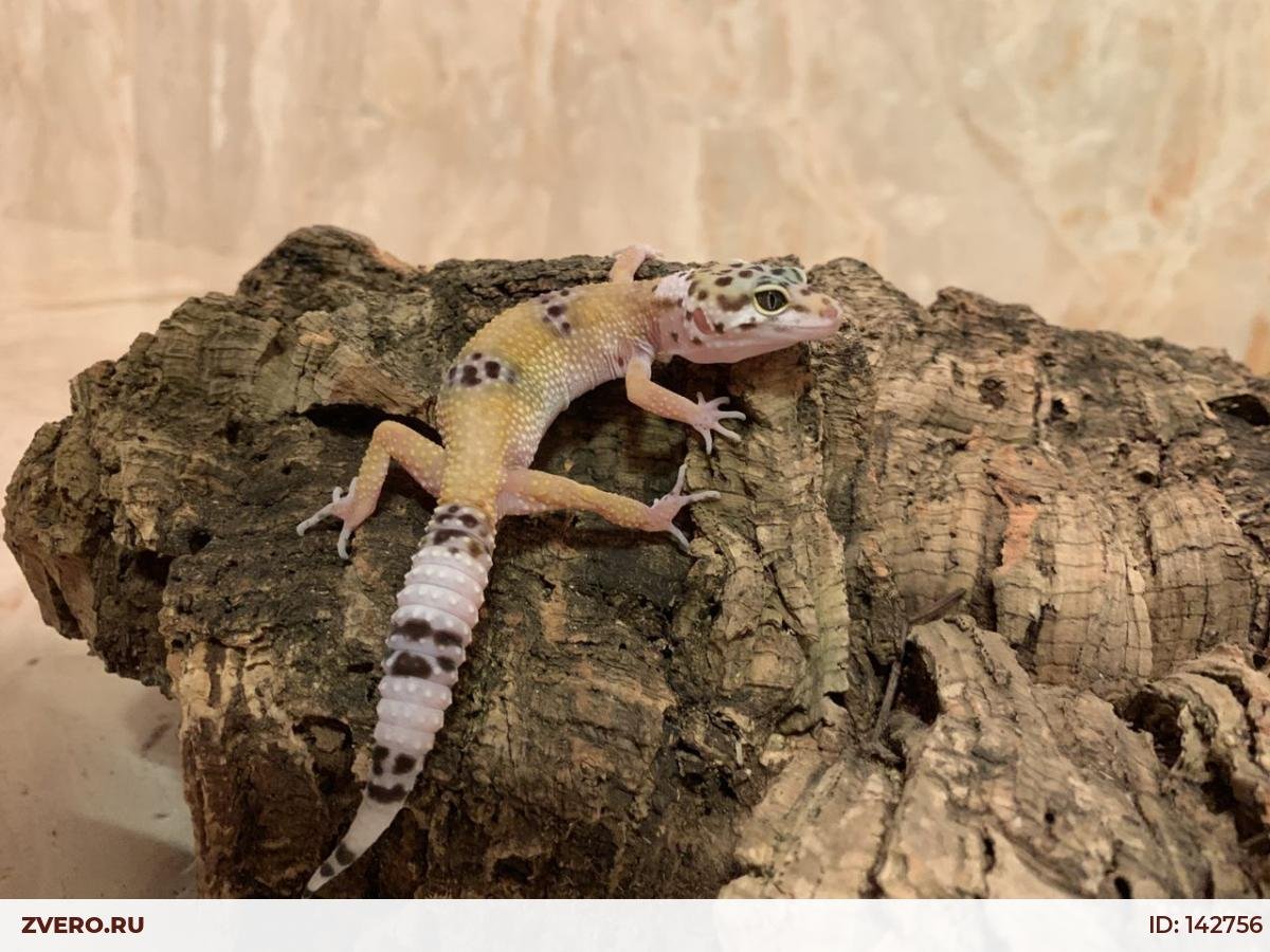 Геккон купить в СПБ