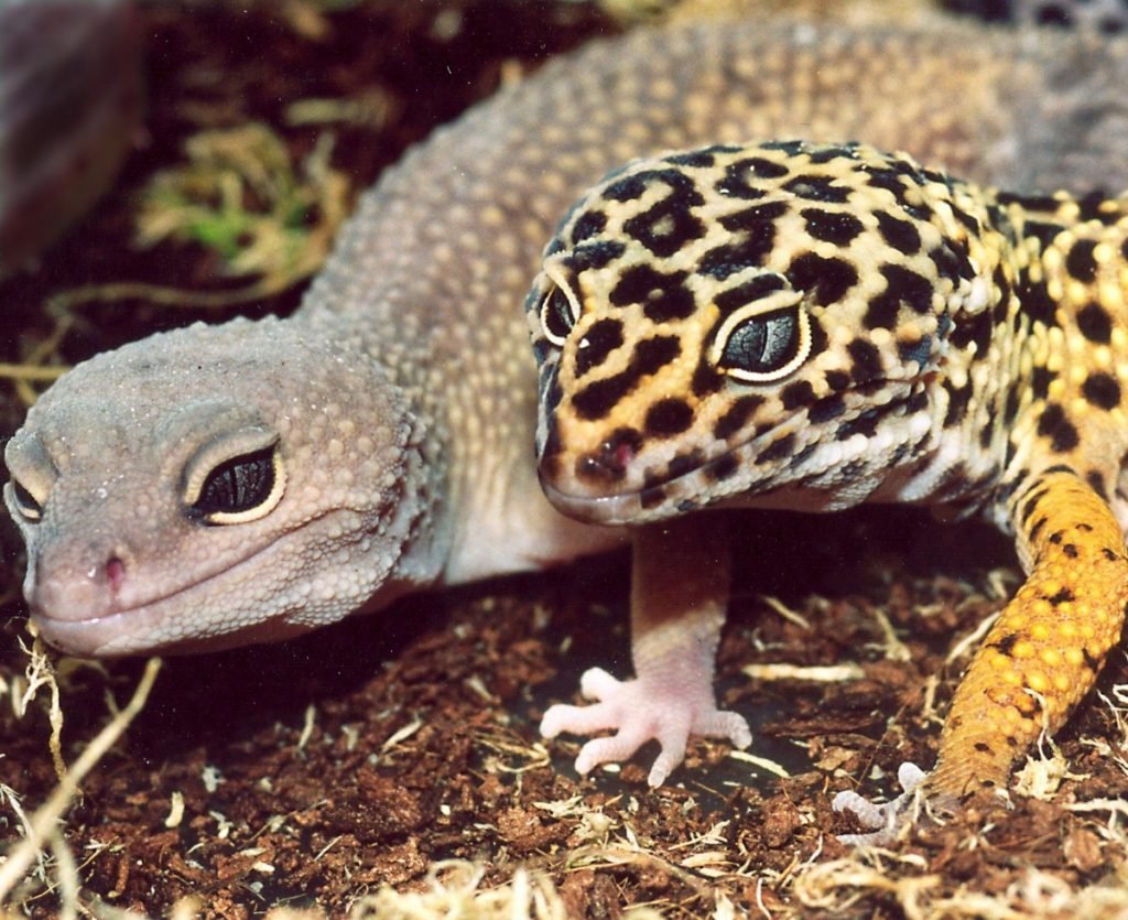 Сцинковый геккон