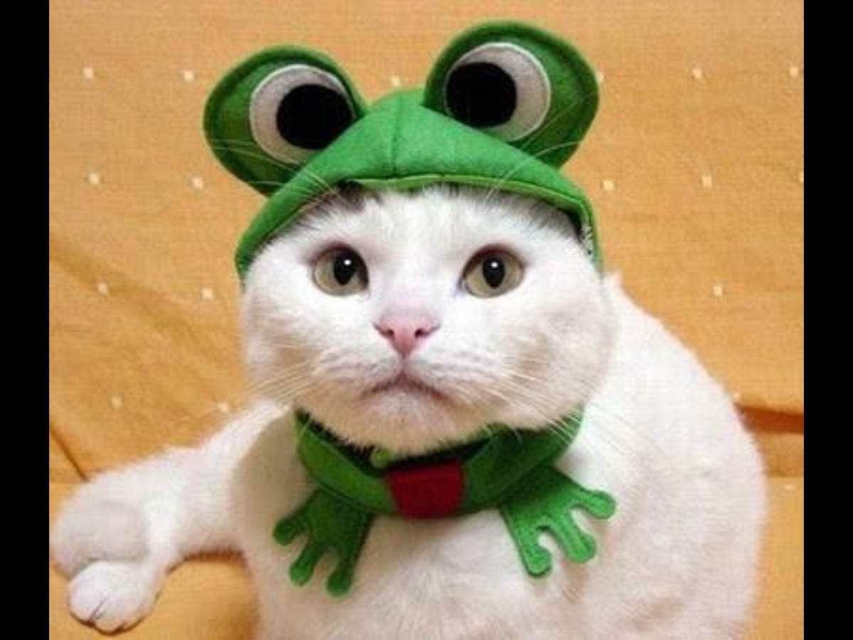 Милый котик в костюме лягушки