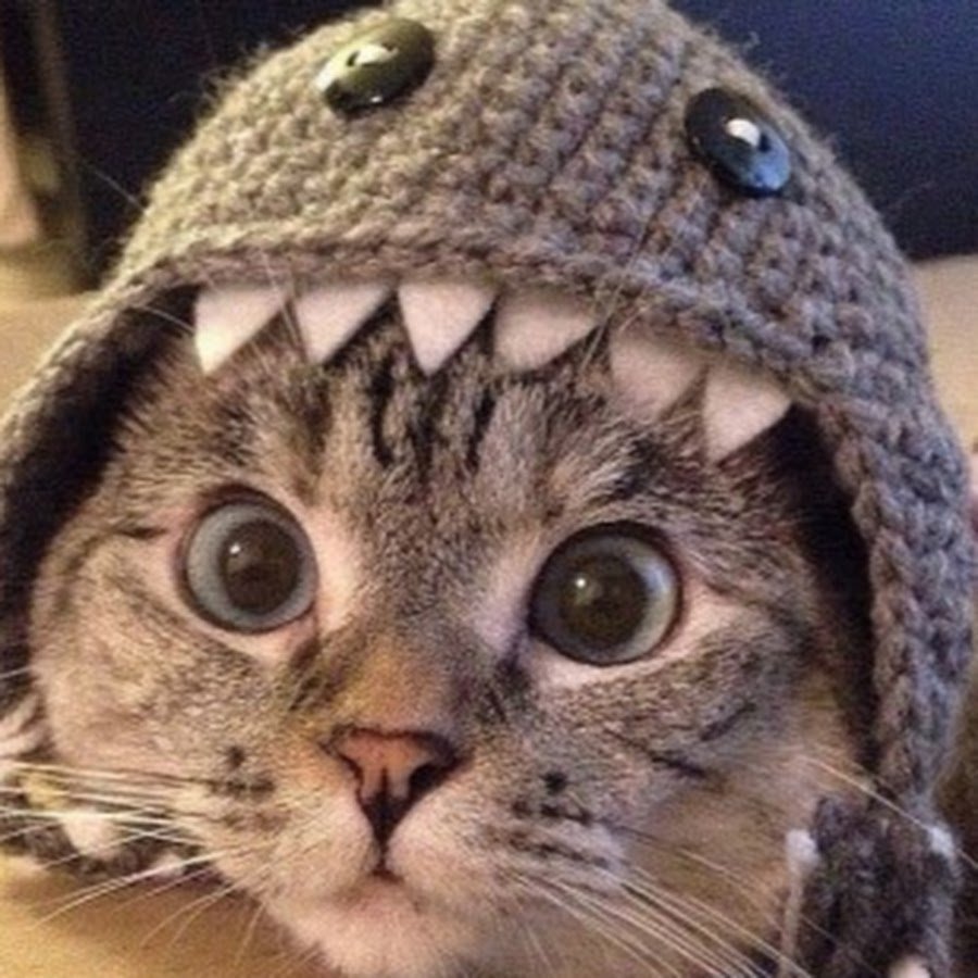 Кот в шапке