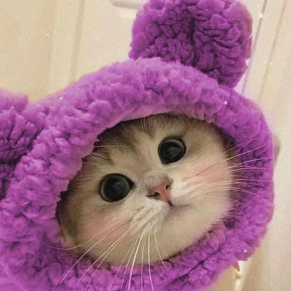 Милые котики в шапках